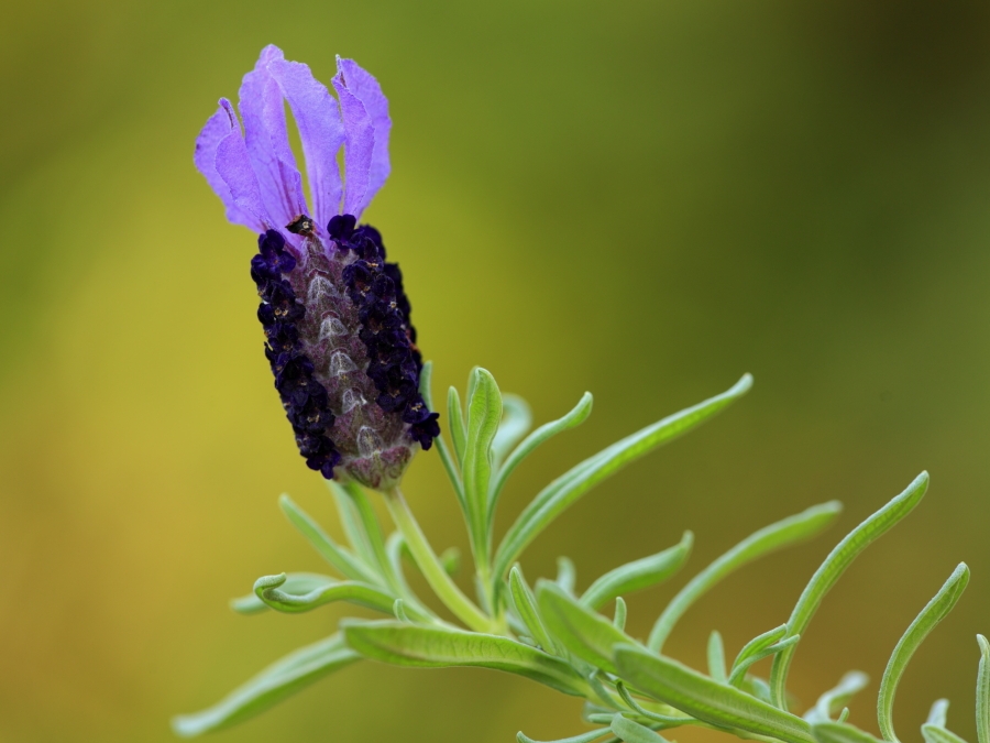 Flor de lavanda