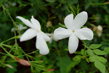 Flores de jazmín