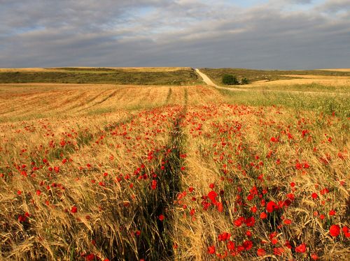 Amapolas y trigo