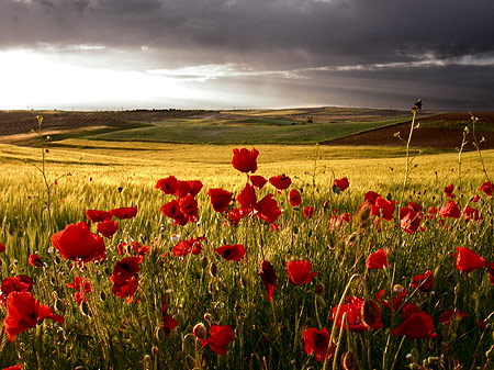 Amapolas
