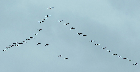 Pájaros volando