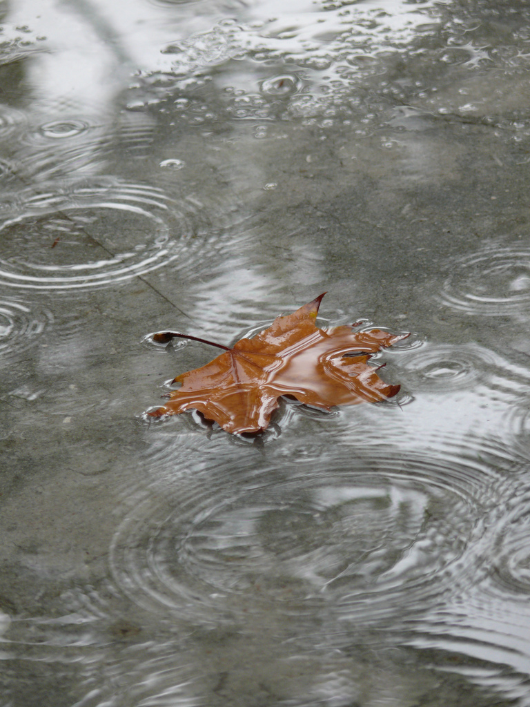 Lluvia y hoja en otoño.