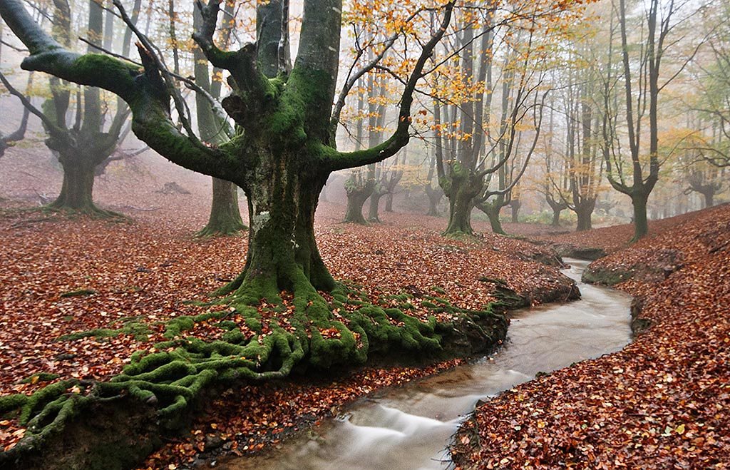 Bosque en otoño