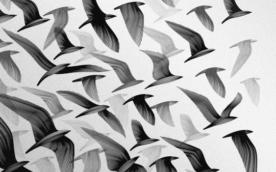 Pájaros volando.