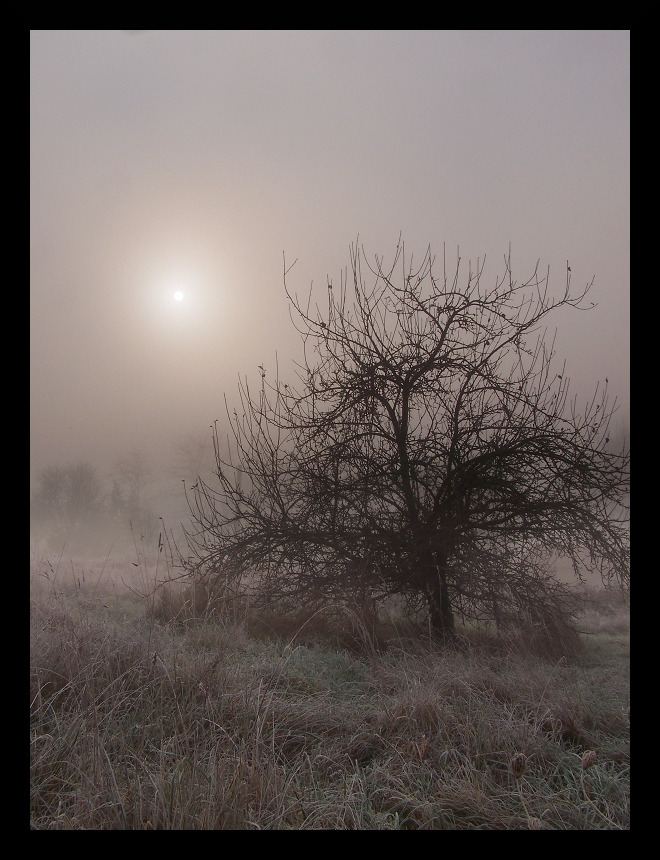 Niebla al amanecer.