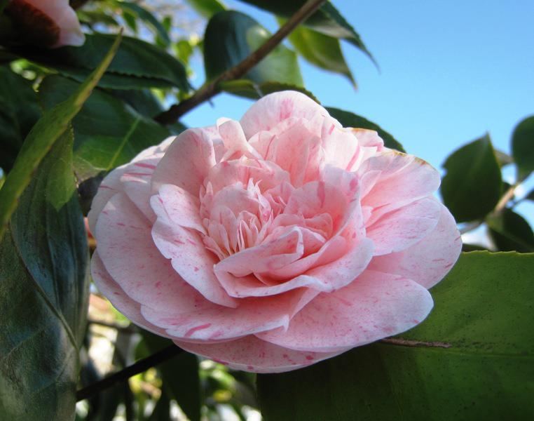 Camelia.