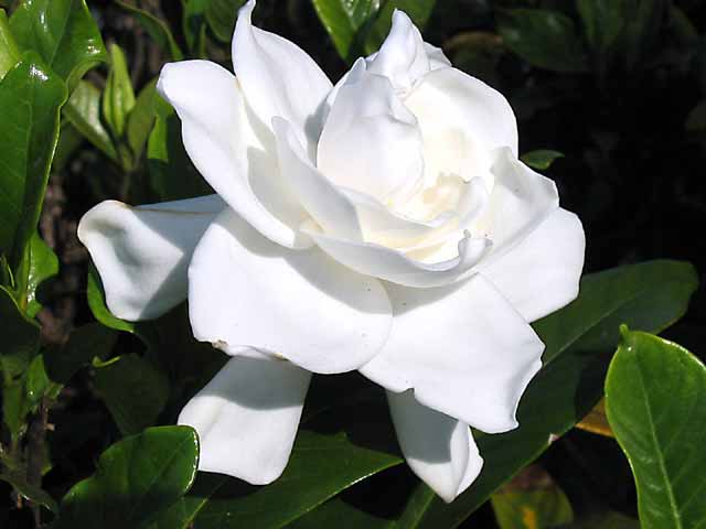 Gardenia.