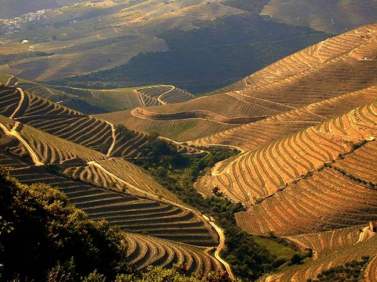 Alto Douro portugués