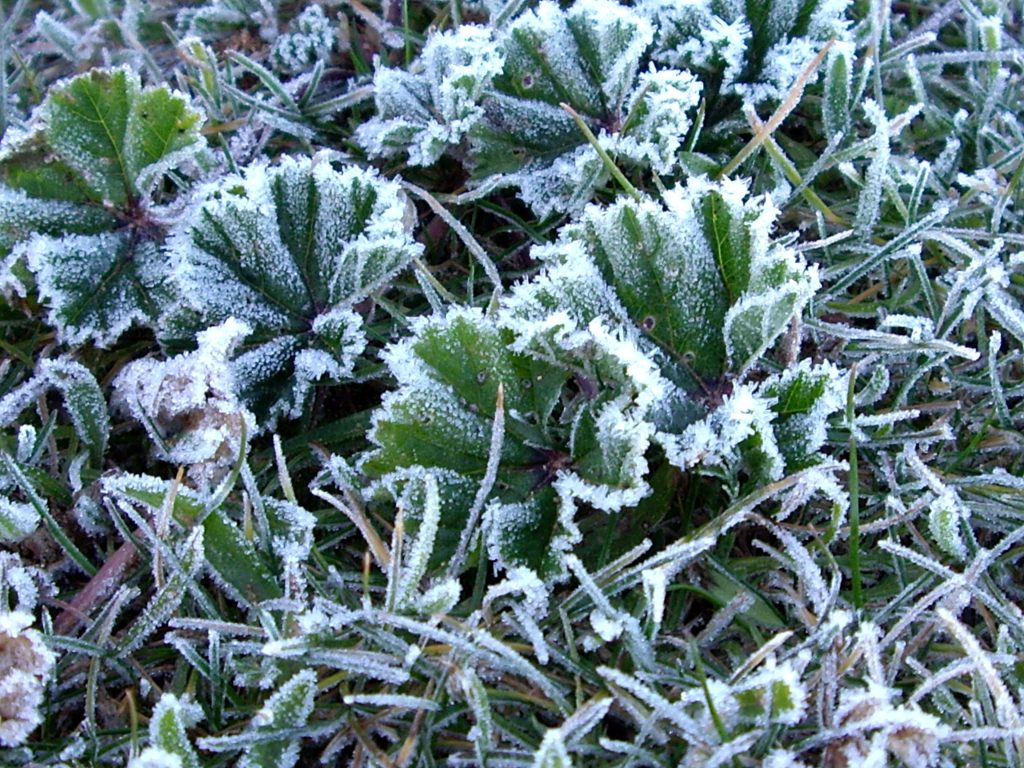 Escarcha