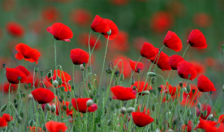 amapolas