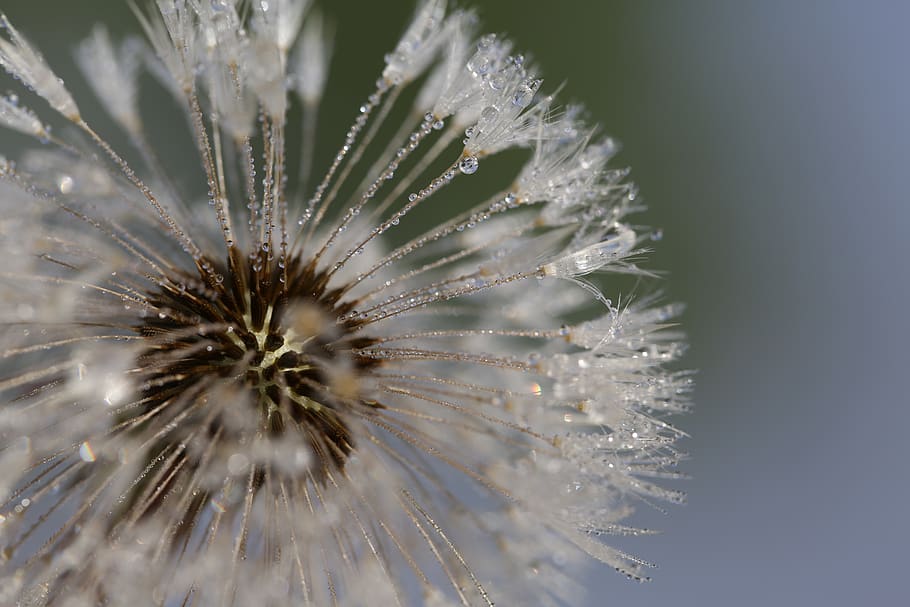 flower-blossom-bloom-botany-beautiful-petals