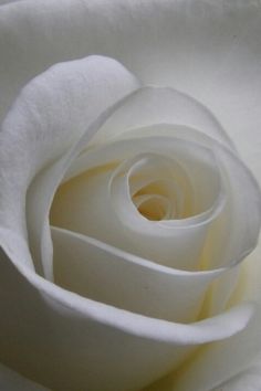 db7b77ae442277845bfe70970c330a63--rose-rose-rose-white-magic